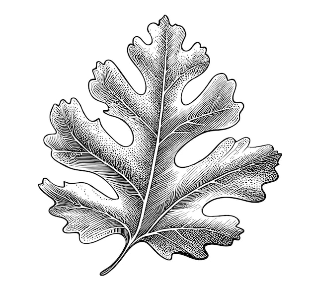 Oak leaf hand drawn sketch vector illustration in doodle style