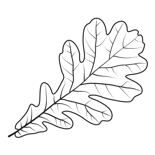 Vector oak leaf line art icon