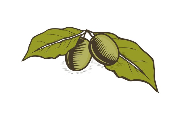 Modello vettoriale dell'illustrazione del logo della foglia di quercia