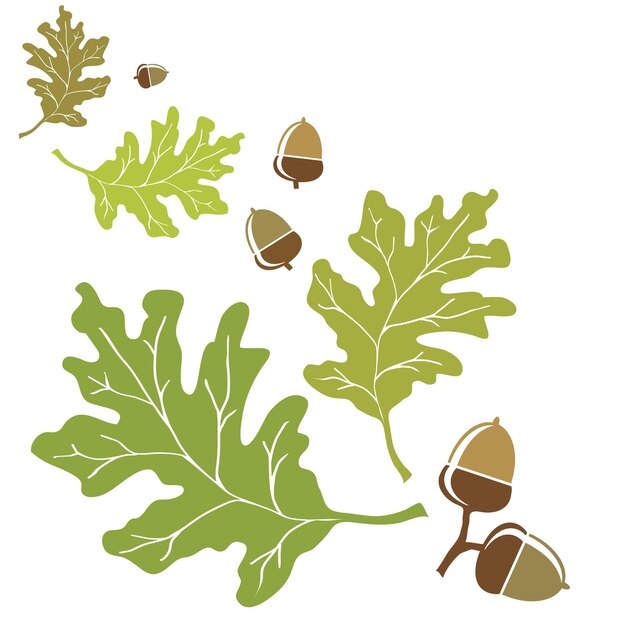 Oak leaves and acorns isolated on white EPS10 vector format