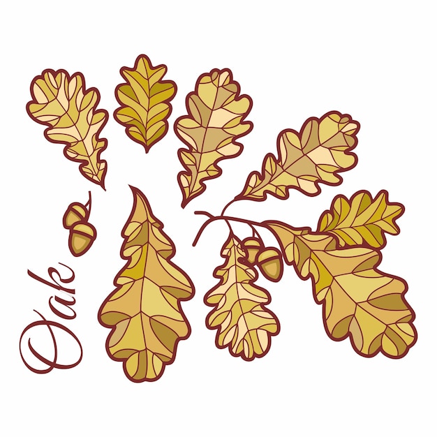 Дубовые листья в окрашенной иллюстрации зеленые дубовые желуди и листья осенний дизайн лесные темы