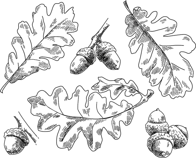 ベクトル オークの葉 ヴィンテージの手描きの植物学的なベクトルイラスト