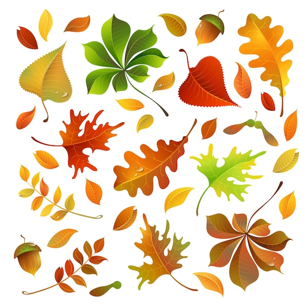 Vector oak maple birch rowan chestnut leaves set and acorn