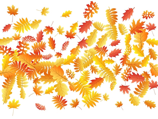 Oak maple wild ash rowan leaves vector autumn foliage on white background