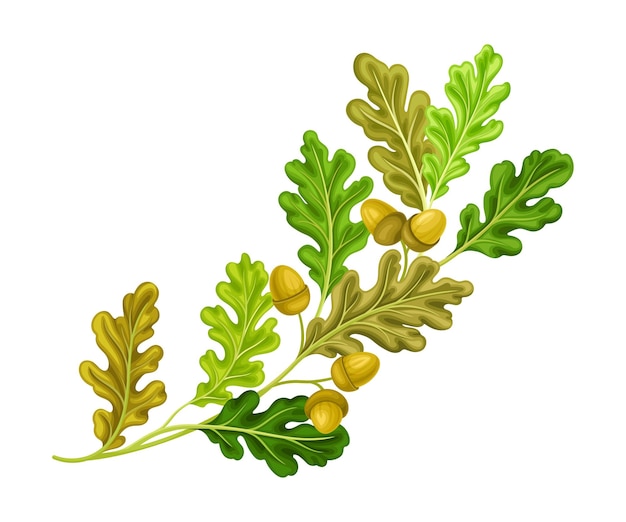 Vector oak tree branch with green leaves and acorns vector illustration