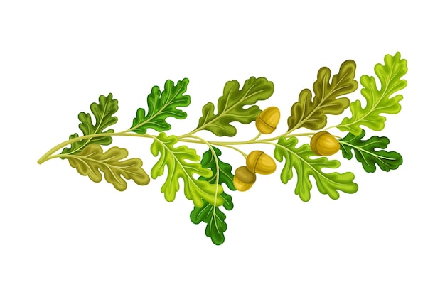 Vector oak tree branch with green leaves and acorns vector illustration