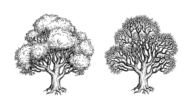 Oak trees ink sketch