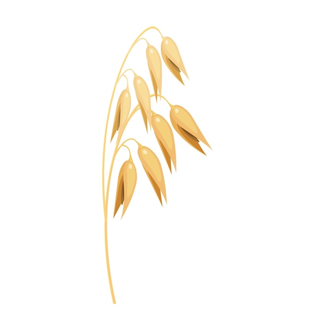 Oat spike vector illustration of a cereal plant grain culture