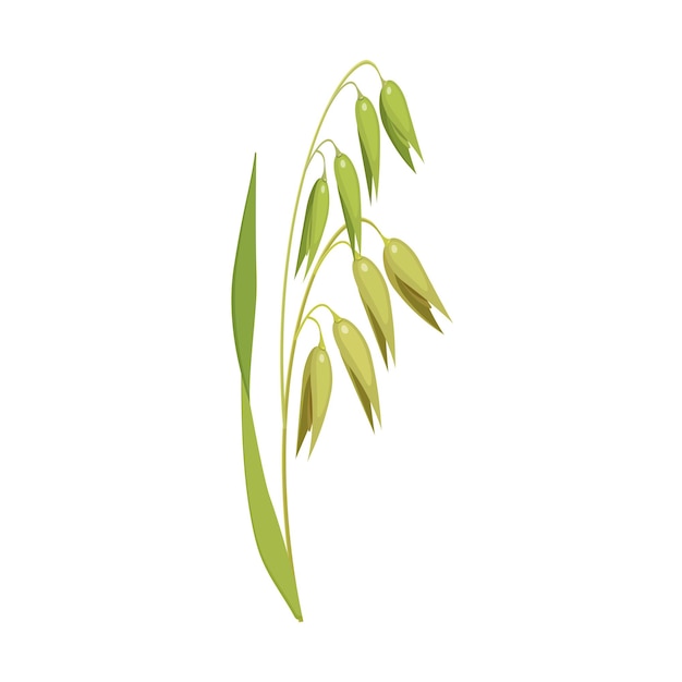 Oat stalk with leaves vector illustration of an ear of cereals