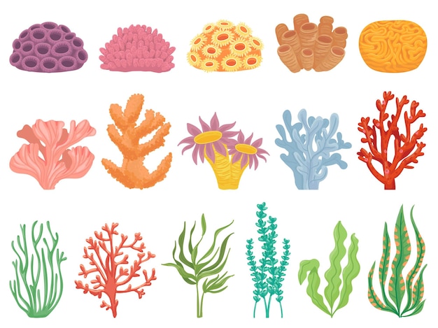 Vector ocean corals set