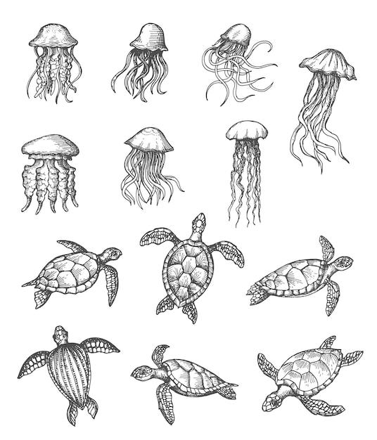 Vector ocean jellyfish sea turtle marine animals sketch