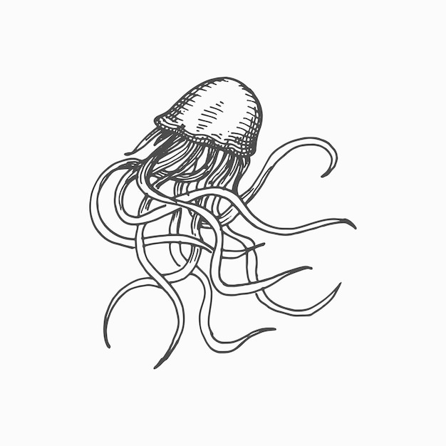 Vector ocean jellyfish with long tentacles isolate medusa