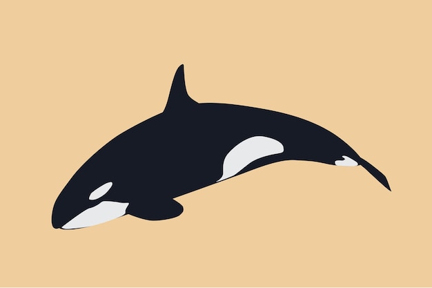 An ocean orca illustration