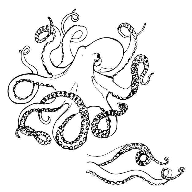 Octopus black and white vector set isolated on a white background