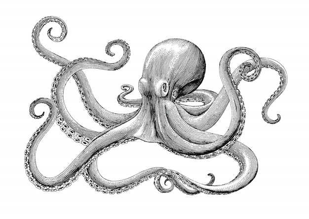 Vector octopus hand drawing vintage engraving illustration on white backgroud