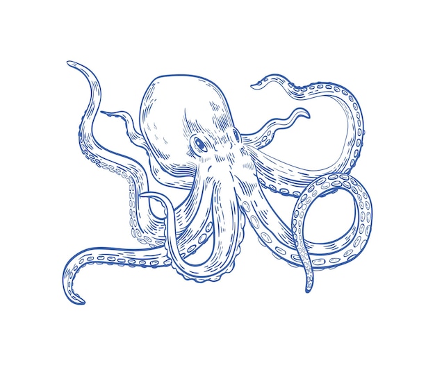 Vector octopus or kraken drawn with contour lines