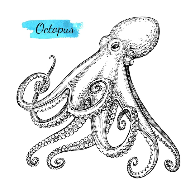 Vector octopus. vintage style ink drawing.