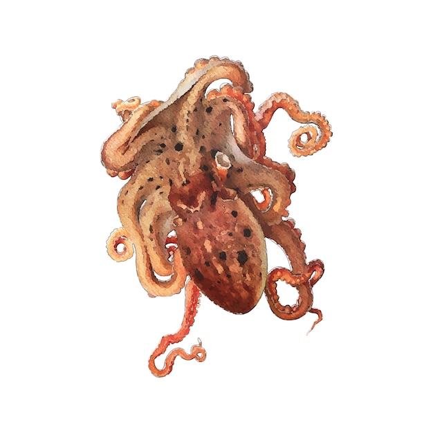 Vector octopus watercolor vector illustration