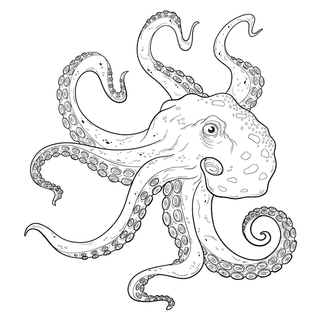 Octopus with tentacles squid black and white ink outline etching hand drawn stock vector illustration isolated on white background Design for coloring book page tattoo sketch