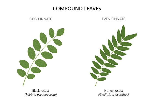 Oddate en even pinnate samengestelde bladeren Robinia pseudoacacia en Gleditsia triacanthos