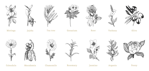 Officinalis plant sketches in vector drawn set