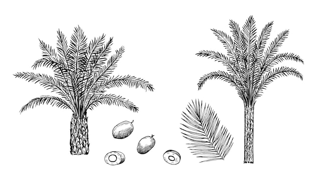 Vettore palme da olio elaeis guineensis foglie e noci isolate su sfondo bianco