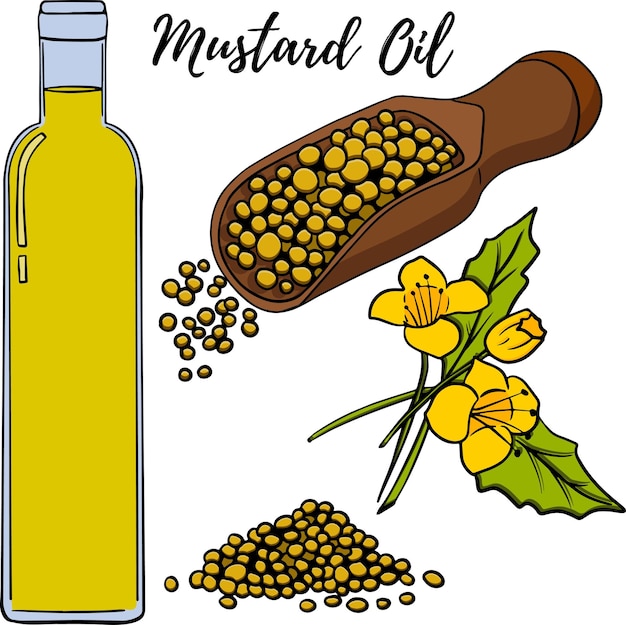 Oil set Hand drawn vector illustration Mustard oil Use for cosmetic products or food