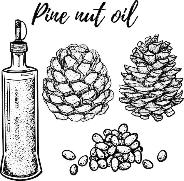 Oil set Hand drawn vector illustration Pine nut oil Use for cosmetic products or food