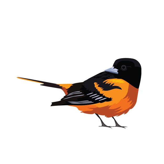 Oiseaux oranges bird