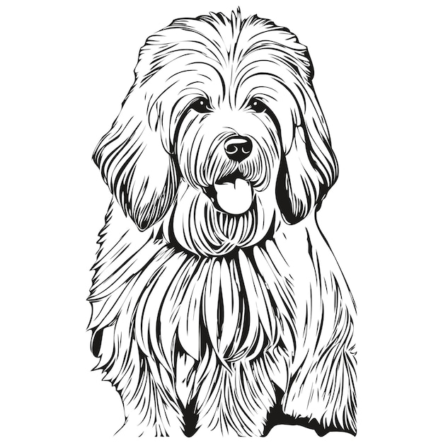 Vector old english sheepdog dog vector graphics hand drawn pencil animal line illustration realistic breed pet