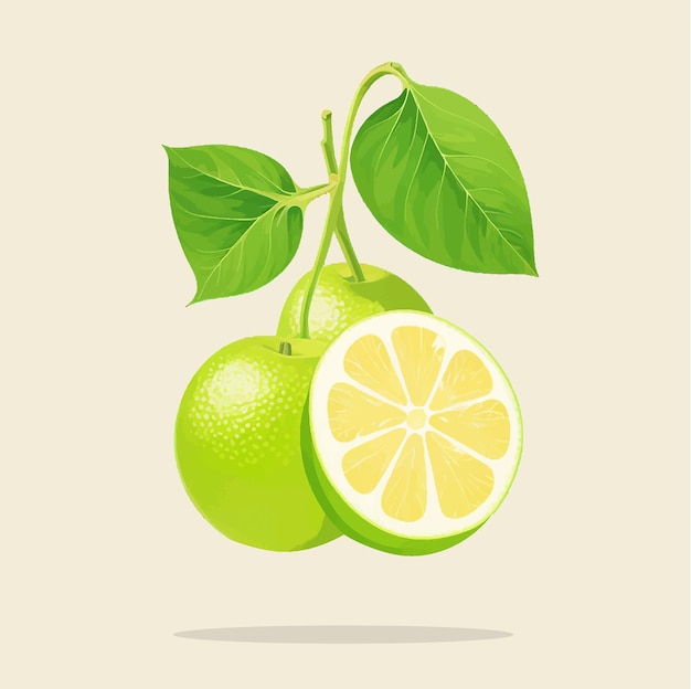 Antica illustrazione del frutto di lime