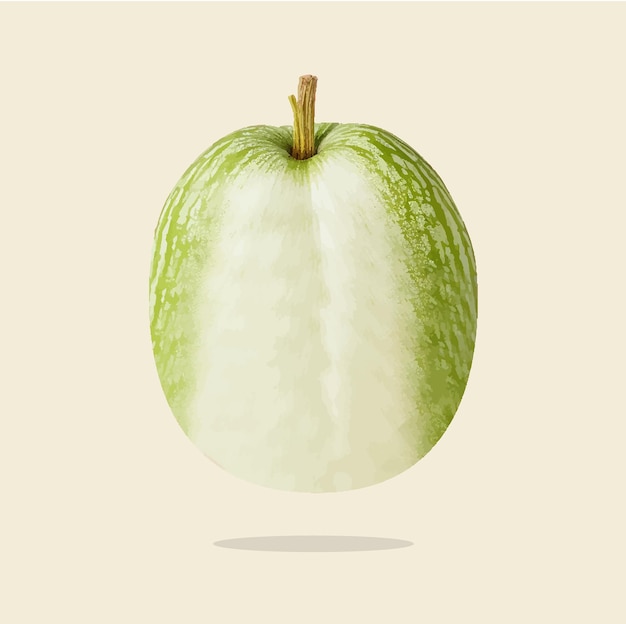 Vector old illustration of melon