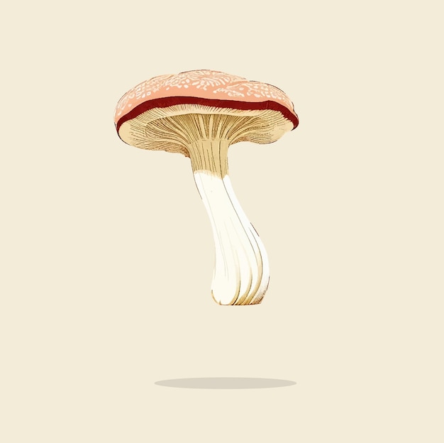 Vecchia illustrazione del matsutake a funghi