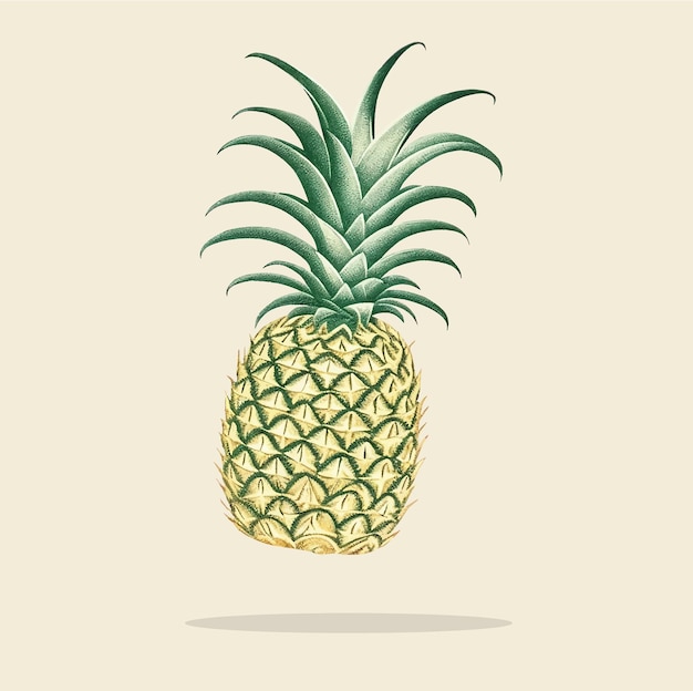 Old illustration pineapple