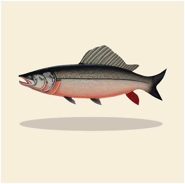 Old illustration of a salmon fish 02