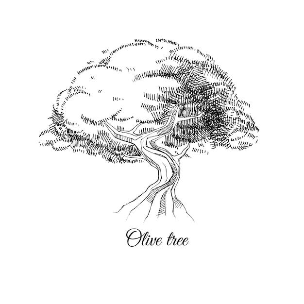 Old olive tree hand drawn vector ink sketch