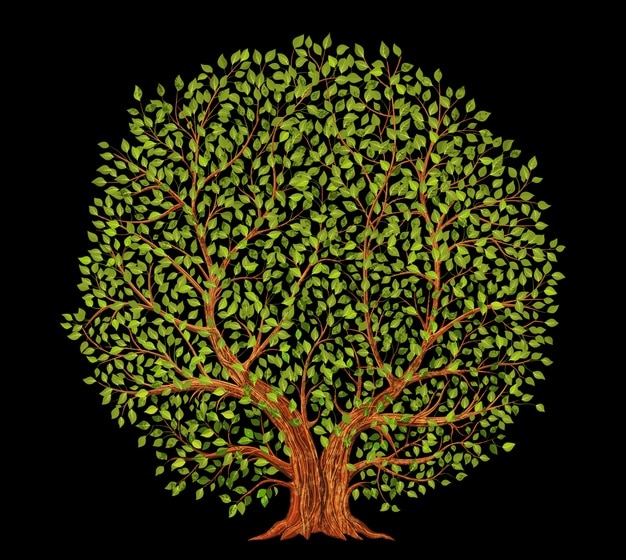 old tree on black background 
