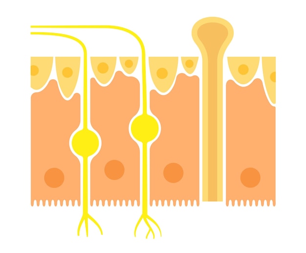 Vector olfactorische epitheel anatomie