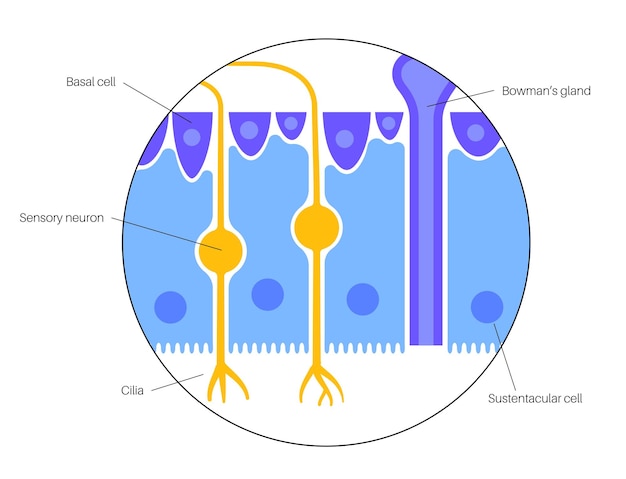 Vector olfactorische epitheel anatomie