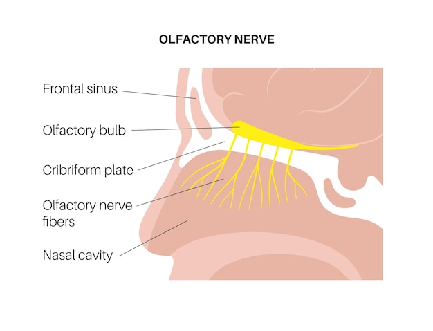 Vettore anatomia del nervo olfattivo