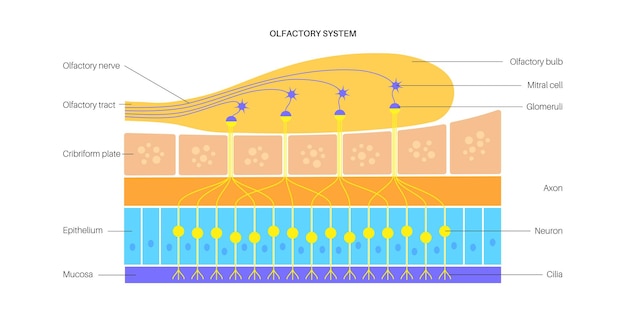 Olfactory system anatomy