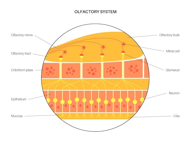 Anatomia del sistema olfattivo