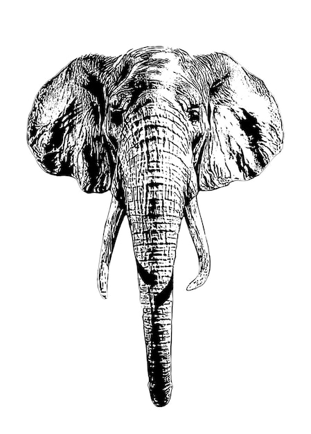 Olifant hoofd hand getekende vector illustratie realistische sketch