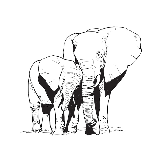 Olifant lijn kunst vector