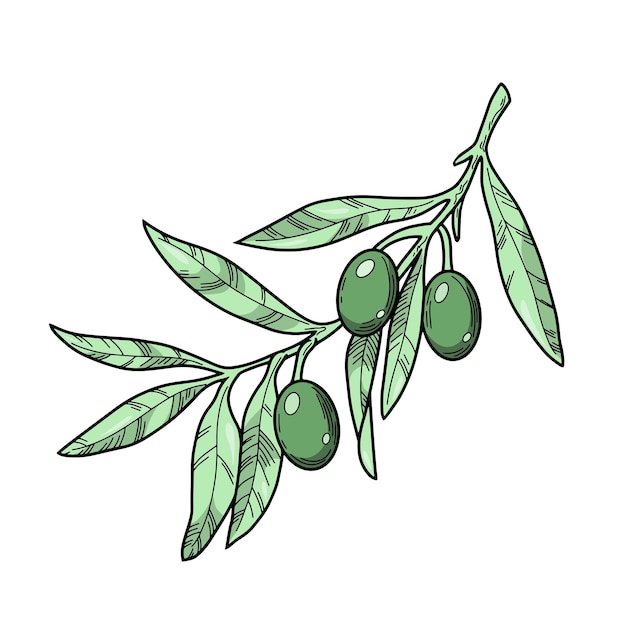 Olijfboomtak met donkergroene olijfbessen lijn botanische illustratie