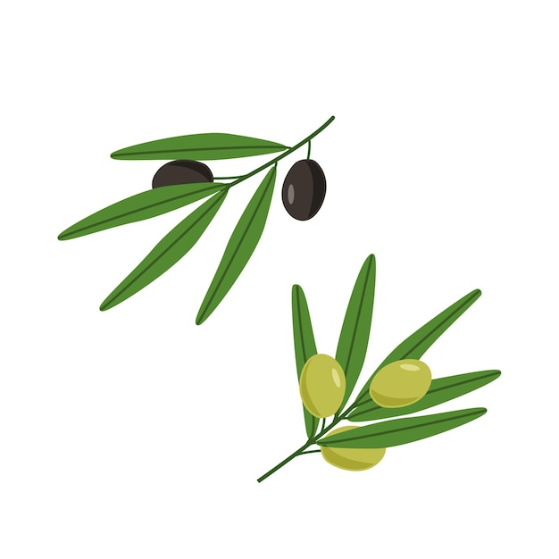 Olijfboomtakjes en bladeren en olijfbessen vectorillustratie