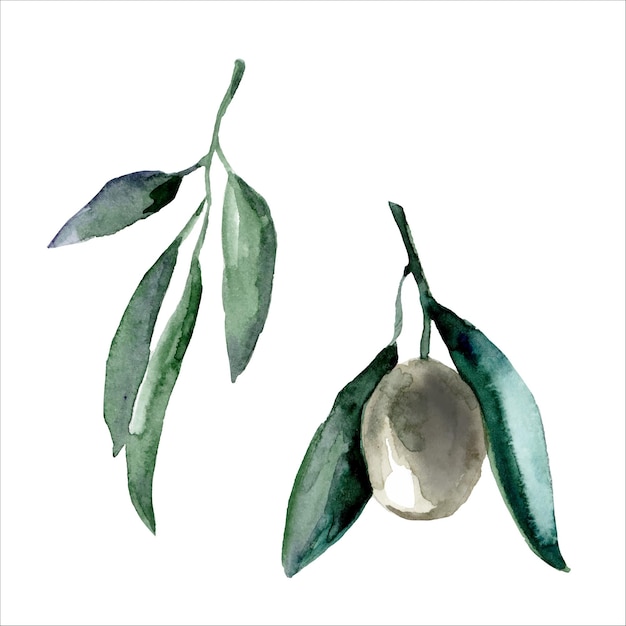 Оливковая ветвь дизайн масляных продуктов для здоровья