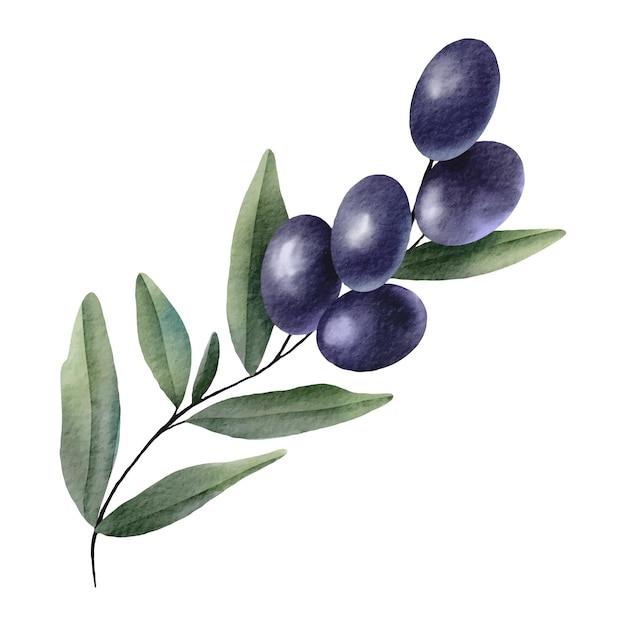 Olive branch element. Hand drawn watercolor illustration