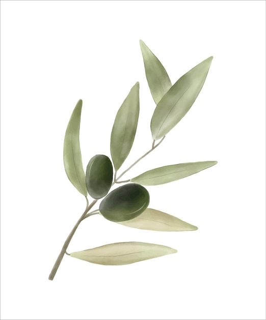 Olive branch green vector clip art floral design, floral leaves botanical illustration, olive botany