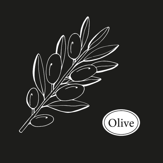 Olive Branch in Modern Minimal Liner Style. Vector Floral template.  Botanical rustic illustration.